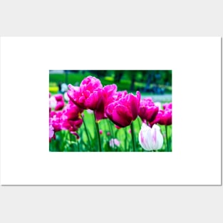 Pink tulips closeup Posters and Art